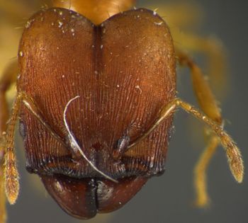 Media type: image;   Entomology 34422 Aspect: head frontal view
